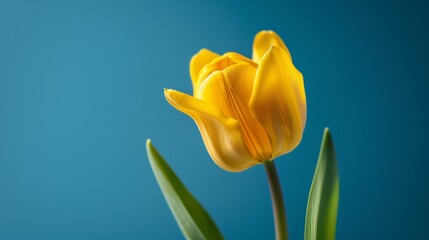 Close-up of a vibrant yellow tulip on blue background
