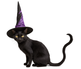 black cat with halloween witch hat isolated on white