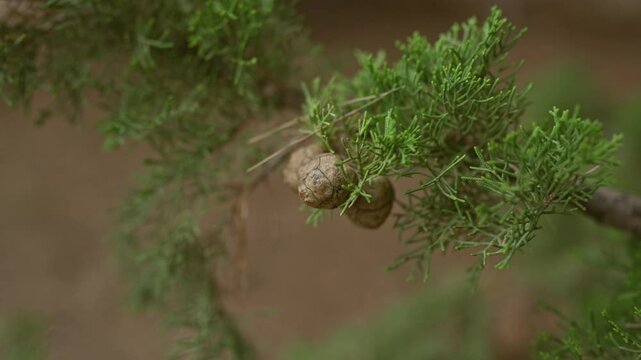 Detailed close-up of the aleppo pine pinus halepensis branch with seed cones in mallorca, showcasing the green, scaled leaves and round cones outdoors