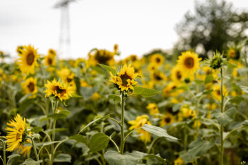 A beautiful large sunflower. A field of blooming sunflowers. Sunflower oil