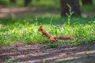 squirrel in the forest