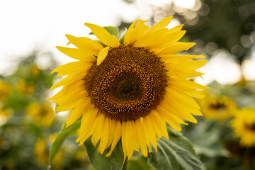 A beautiful large sunflower. A field of blooming sunflowers. Sunflower oil