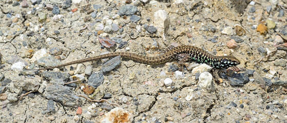 Milos-Mauereidechse - Männchen // Milos wall lizard - male (Podarcis milensis) - Milos, Greece