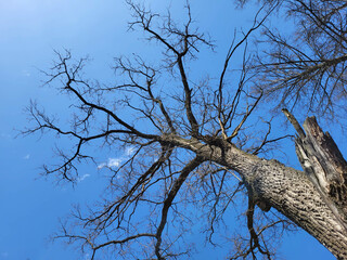 Empty bare tree crowns against a blue sky background.
