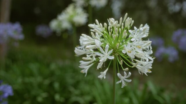White agapanthus flower blooming outdoors in a garden in mallorca with purple flowers and green foliage in the background