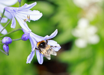 Honeybee crawling inside a small Agapanthus flower to collect the pollen within the flower