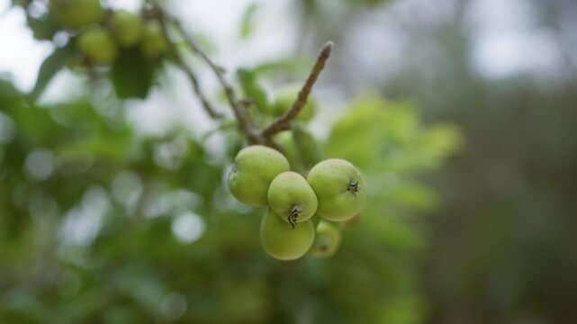 Crataegus monogyna berries on a branch in lush nature during autumn in mallorca balearic islands spain