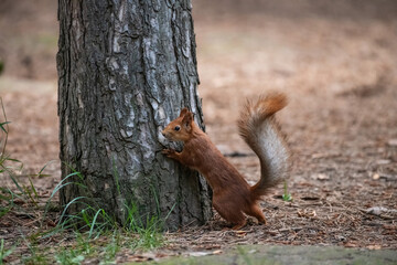 squirrel on a tree