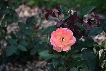 pink rose in garden