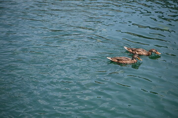ducks in the water