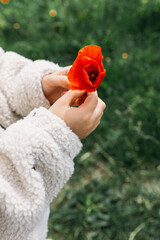 child girl hand protecting fragile poppy flower