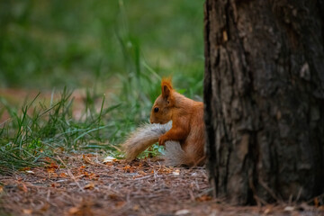 squirrel on a tree