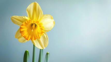 Fototapeta premium Lovely yellow daffodil