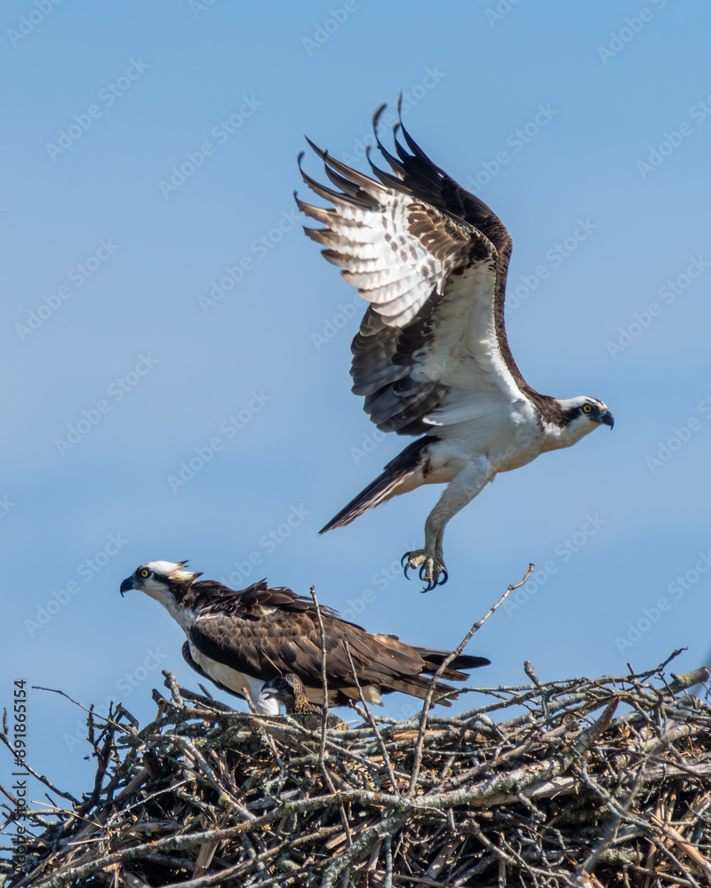 Canvas Prints osprey in nest