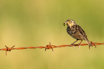Grasshopper Sparrow perched on a barbed wire fence with insects in beak