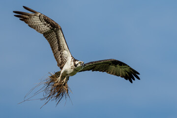 Osprey flying with claws filled with nesting material
