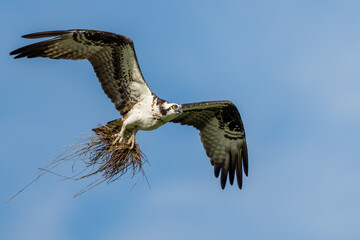 Osprey flying with claws filled with nesting material