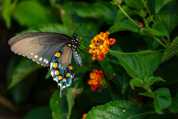 Butterfly feeding on a lantana flower