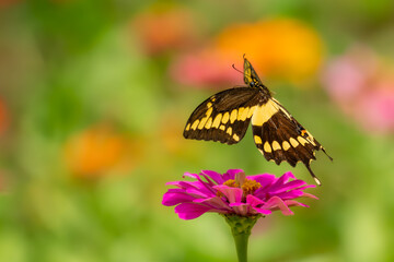 Giant Swallowtail Butterfly feeding on a zinnia flower