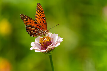 Butterfly feeding on a zinnia flower