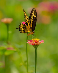 Giant Swallowtail Butterfly feeding on a zinnia flower