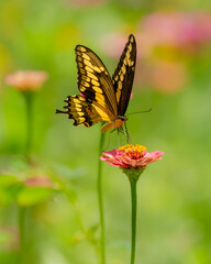 Giant Swallowtail Butterfly feeding on a zinnia flower