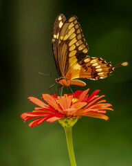 Giant Swallowtail Butterfly feeding on a zinnia flower