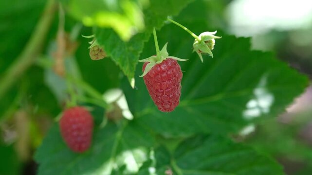 Red ripe raspberry on the bush