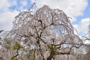 京都御苑の近衛桜