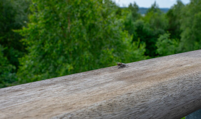 Small fly on a wooden railing.