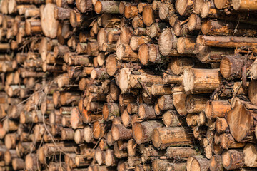 Large pile of cut trees.