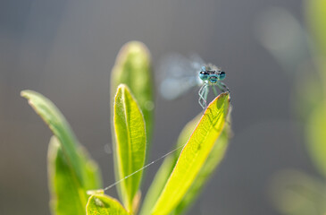 Irish Damselfly Coenagrion lunulatum perching on a leaf.