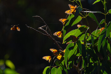 Monarch butterflies during migration in Pismo Beach sanctuary in California