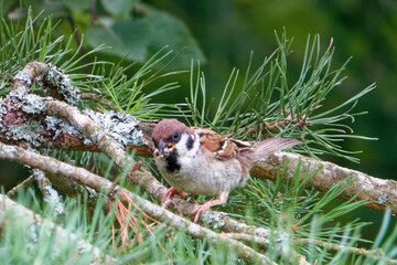 Eurasian tree sparrow.