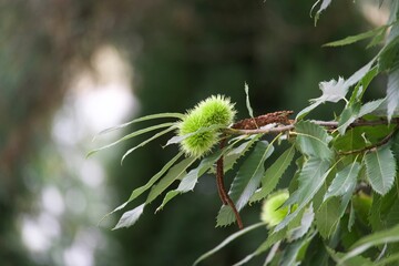 caterpillar on a branch