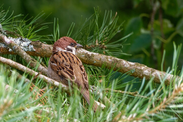 Eurasian tree sparrow.