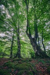 Bosque con niebla 