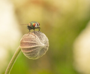 flies at a flower 