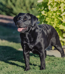 Black Labrador Retriever posing on the grass