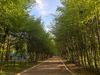 path in the park