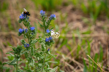 bee on a flower