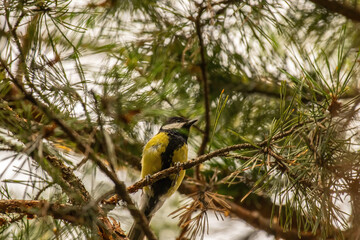 woodpecker on tree