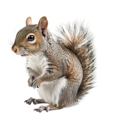 Obraz premium Photo of Squirrel isolated on transparent background