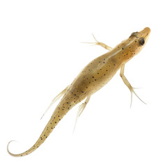 Photo of Tadpole isolated on transparent background