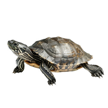 recommend clip art: Photo of Terrapin isolated on transparent background