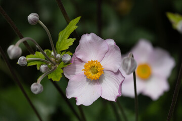 Japanese Anenome, Pink Flower, Anemone hupehensis