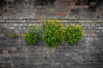 Yellow flowers growing on an old brick wall