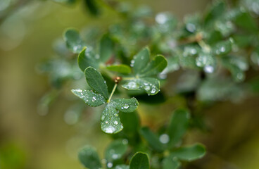 Green leaves with dew droplets on them, blurred background.