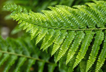 Closeup of an Arched Green Tropical Fern.