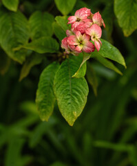Background of Pink and White Wild Raspberry Flowers and Green Leaves.